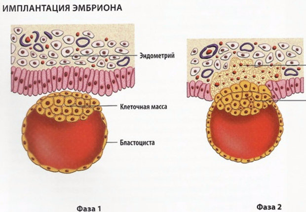 Имплантация эмбриона Имплантация эмбриона
