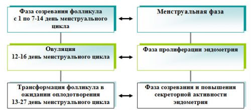 Циклические изменения в матке