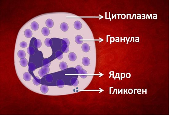 Нейтрофил