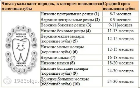 Режутся зубки: примерный порядок прорезывания, симптомы и как помочь ребенку