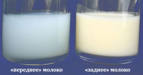 Переднее и заднее молоко Переднее и заднее молоко