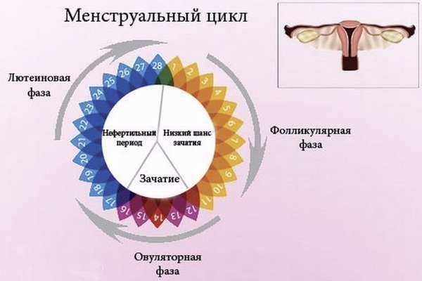 Схематичное изображение фаз менструального цикла