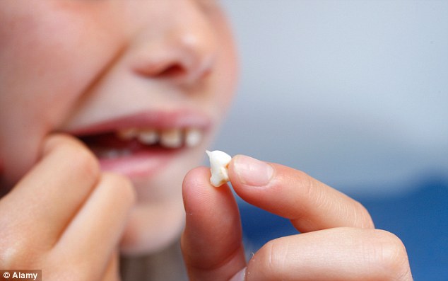 Milk teeth: If a tooth has been knocked out, put it back in its socket or put it in cow
