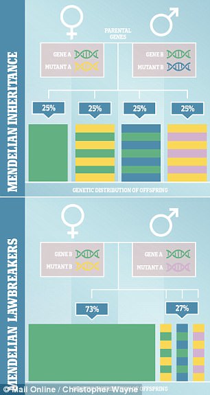 When males had the mutant version of the gene only 27 per cent of the offspring had the mutant variant, compared to the 75 per cent they expected to see