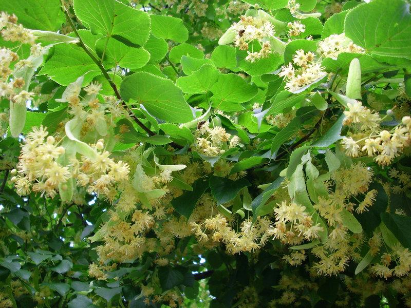 Липовое дерево Липа