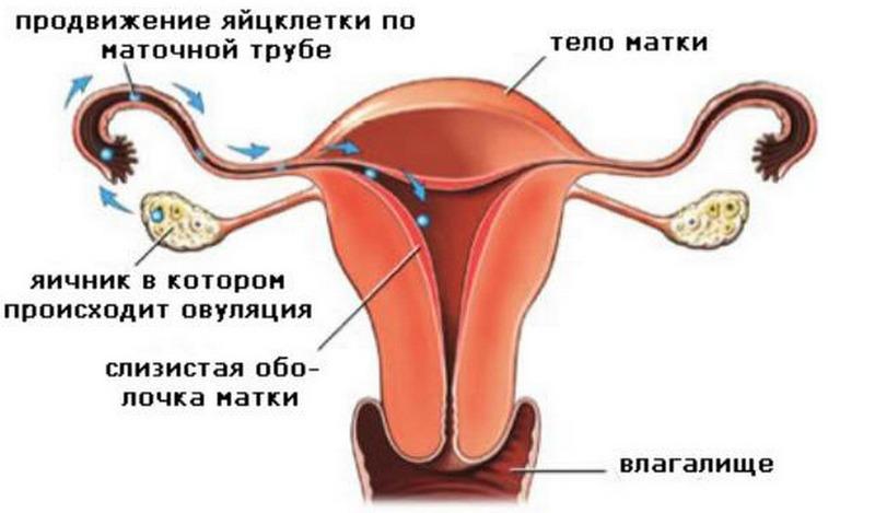 яйцеклетка после овуляции движение яйцеклетки