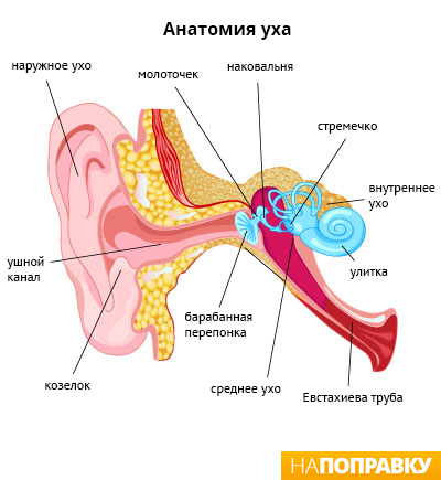 Анатомия уха.jpg строение уха человека