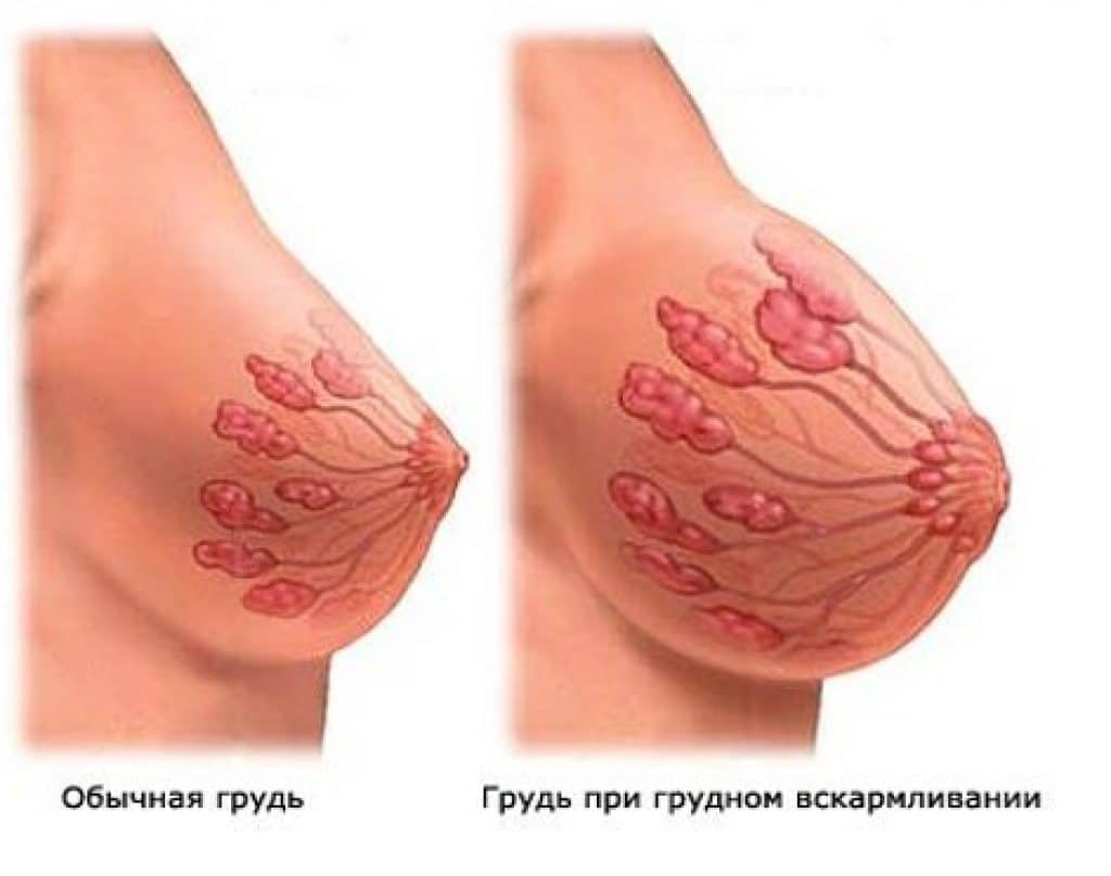 Грудь существенно увеличивается, поэтому к выбору белья следует относиться очень тщательно Грудь на первых неделях беременности