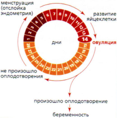 Фазы менструального цикла