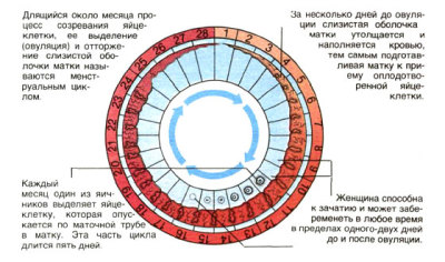 Менструации и менструальный цикл