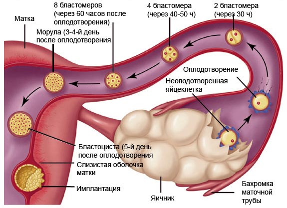 Развитие оплодотворенной яйцеклетки