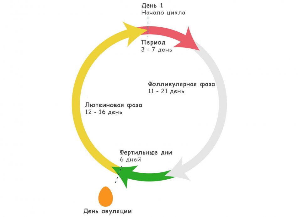Менструальный цикл