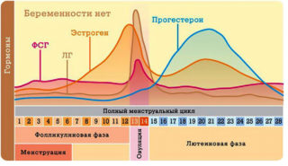 Во время овуляции происходит изменение гормонального фона Во время овуляции происходит изменение гормонального фона