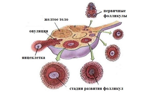 Овуляция