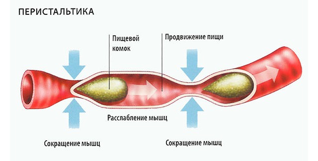 Перистальтика кишечника
