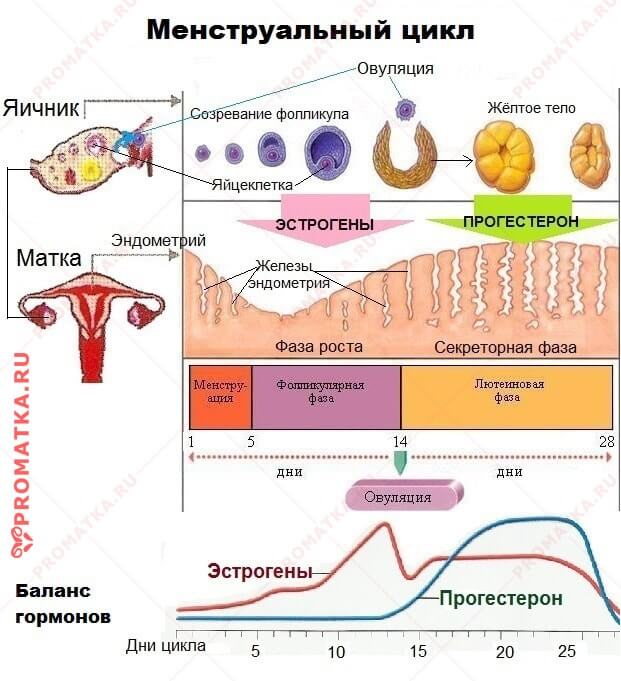 Баланс гормонов в менструальном цикле Менструальный цикл