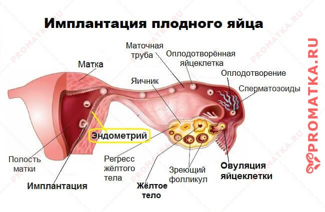 Оплодотворение и имплантация Эндометрий и беременность