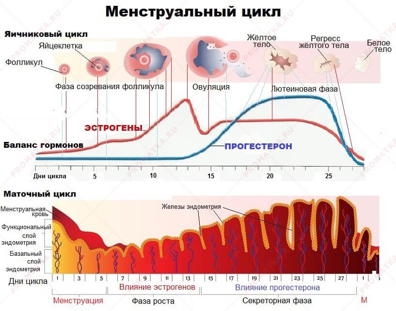 Менструальный цикл Месячный баланс гормонов