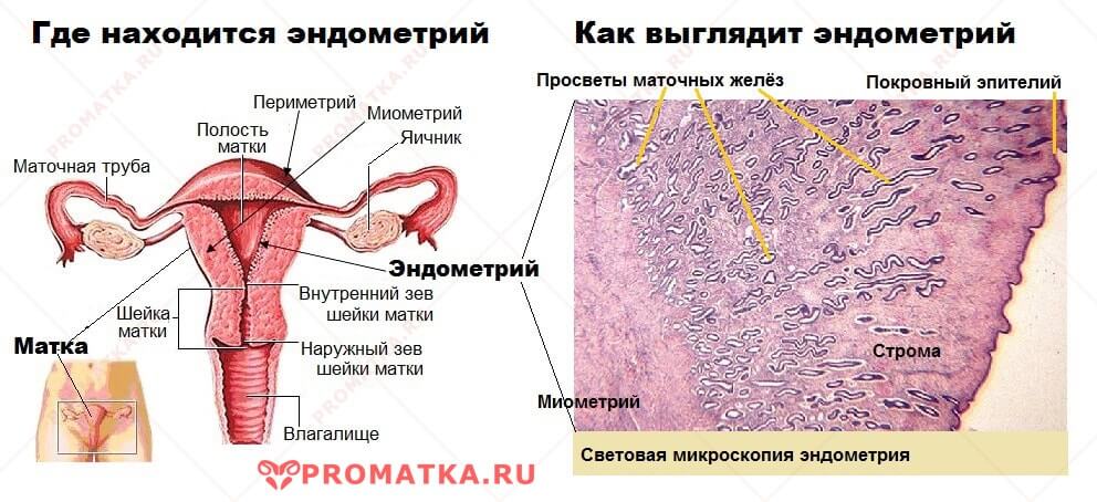 Эндометрий Где расположен эндометрий