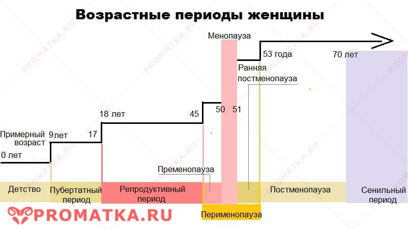 Периоды жизни женщины Возрастные периоды женщины