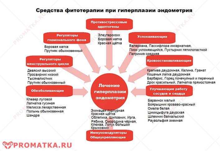 Лечение гиперплазии эндометрия травами Фитотерапия при гиперплазии эндометрия