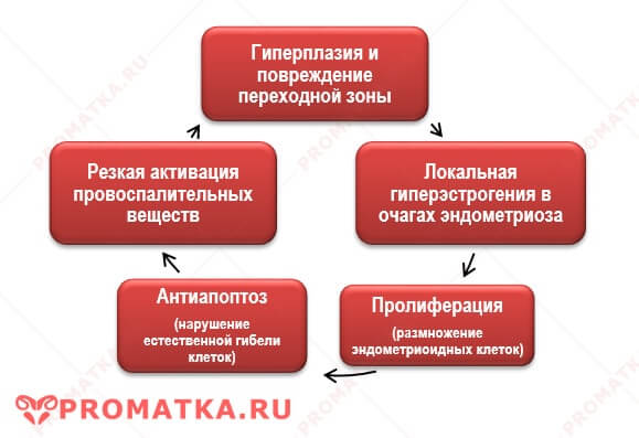 Механизм развития аденомиоза Патогенез аденомиоза
