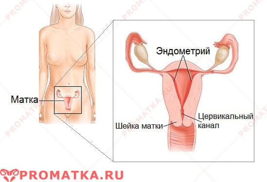 Где находятся матка и эндометрий Расположение эндометрия – схема