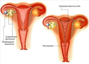 Менструальный цикл состоит из нескольких фаз