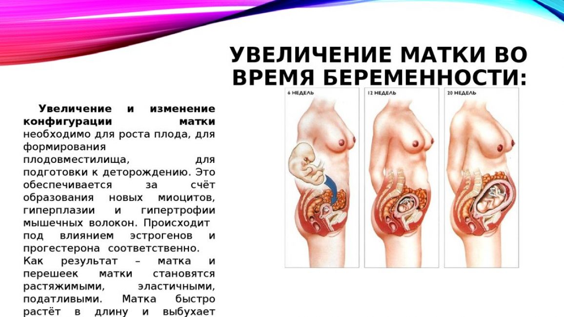 Изменение матки во время беременности Изменение матки во время беременности