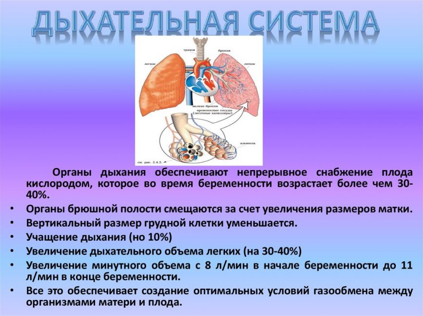 Перестройка в дыхательной системе Перестройка в дыхательной системе