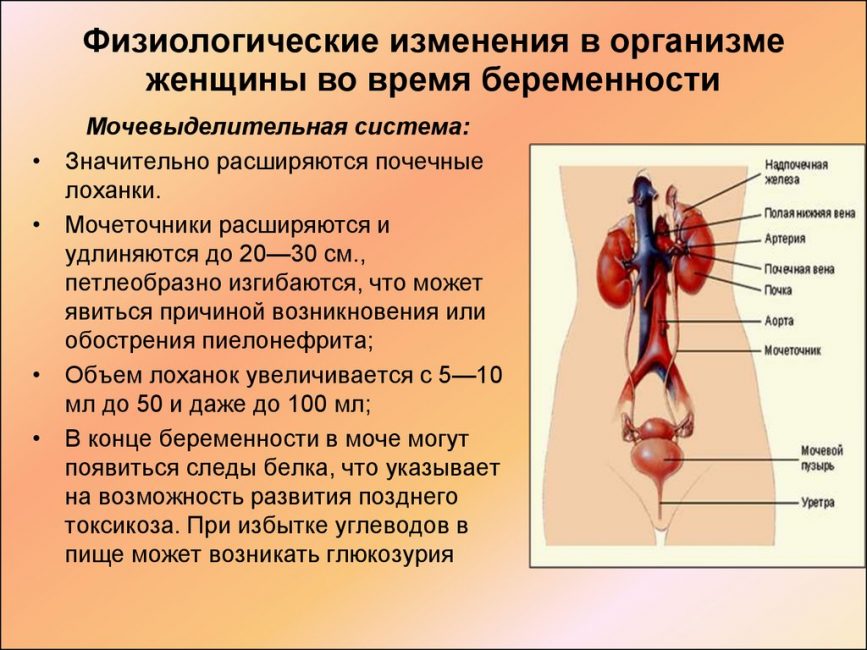 Изменения в мочевыделительной системе Изменения в мочевыделительной системе