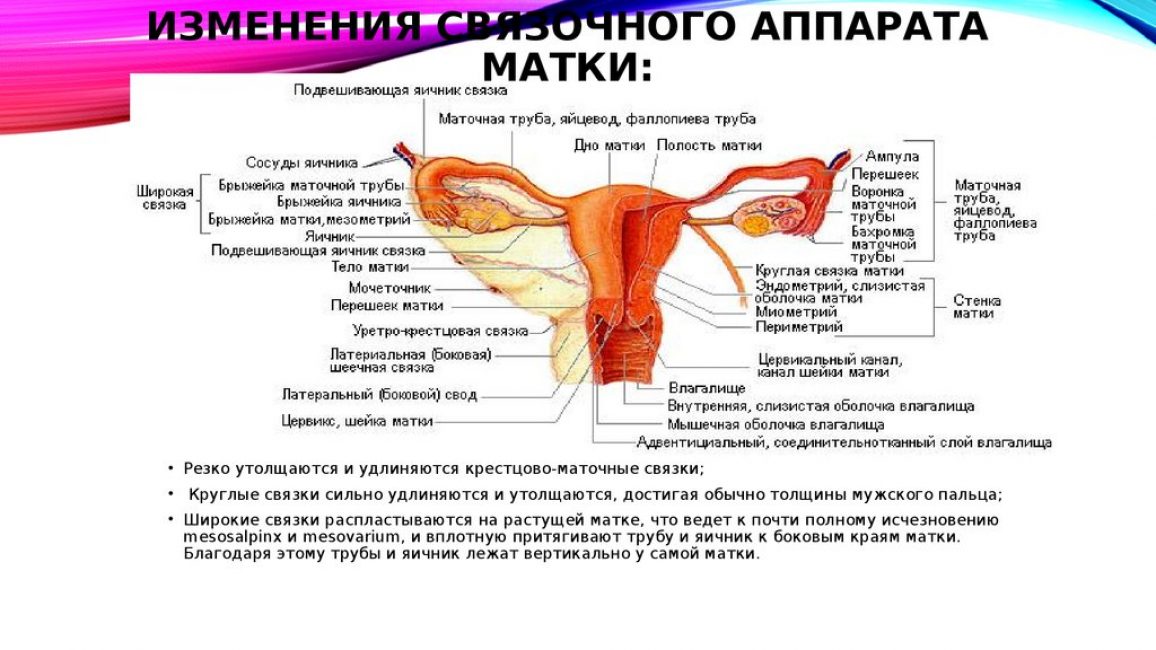 Изменения в матке и ее связочном аппарате Изменения в матке и ее связочном аппарате