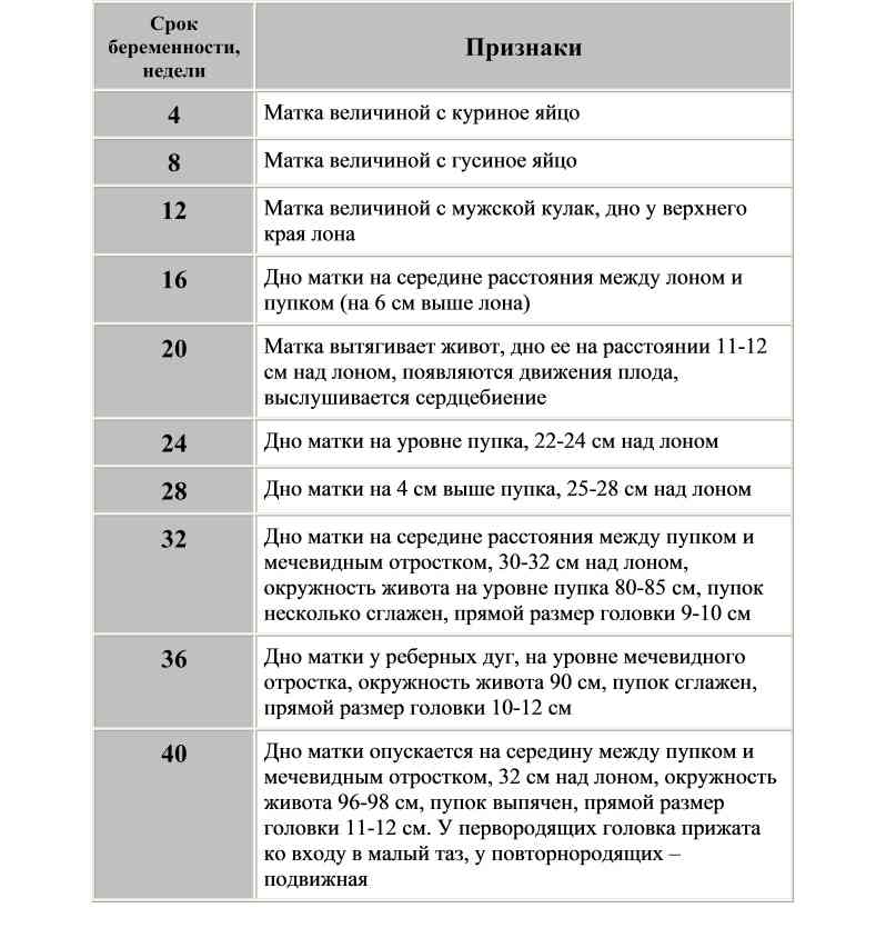 Определение сроков беременности по размерам матки Определение сроков беременности по размерам матки