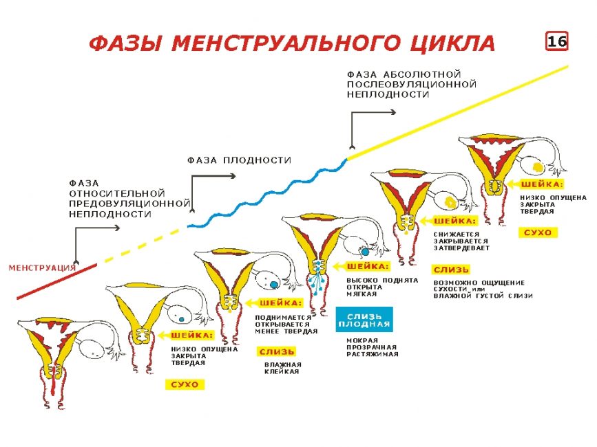 Фазы менструального цикла Фазы менструального цикла