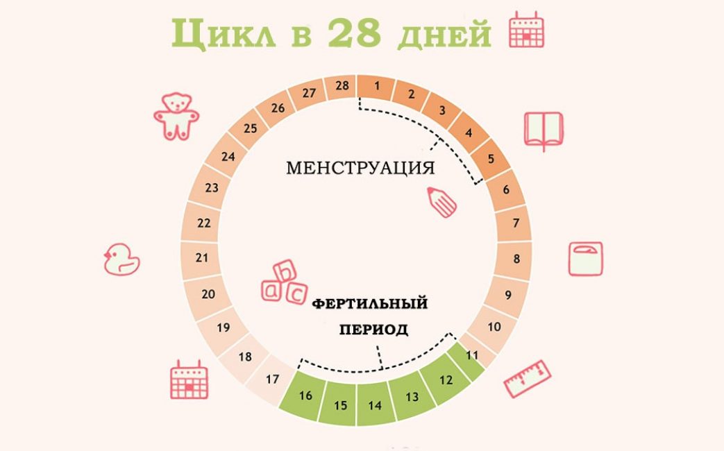 Цикл в 28 дней Цикл в 28 дней