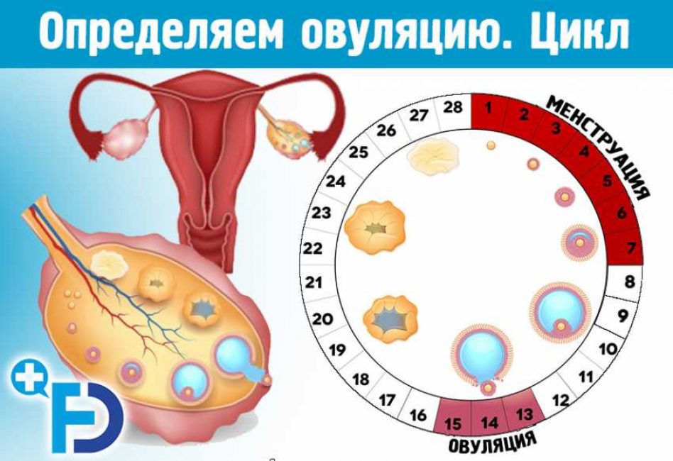 Время наступления овуляции Время наступления овуляции