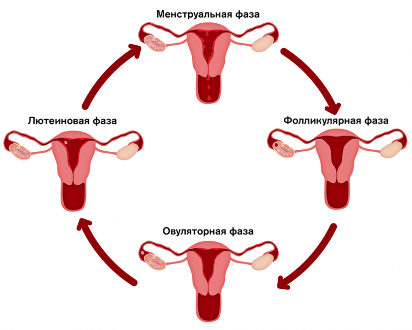 Фазы цикла Фазы цикла