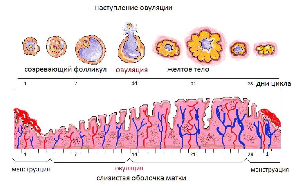 Время наступления овуляции Время наступления овуляции