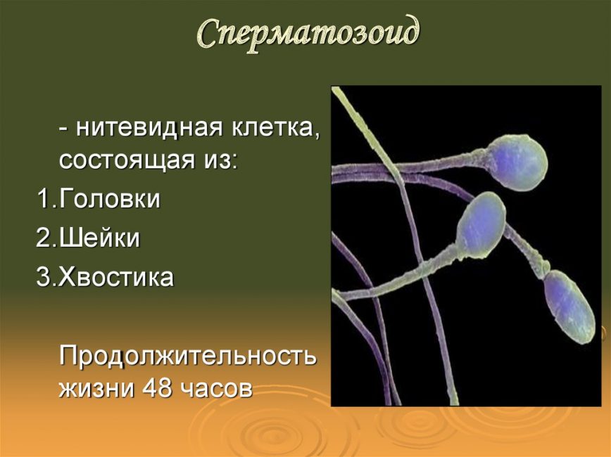 Сперматозоиды Сперматозоиды