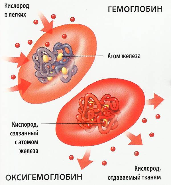 Гемоглобин в эритроцитах Гемоглобин в эритроцитах