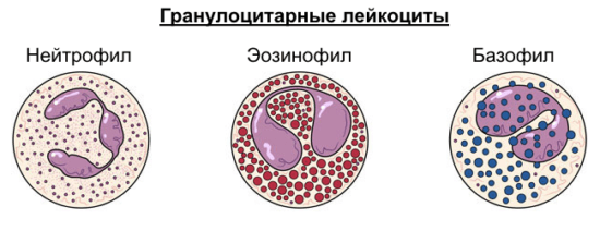 Гранулоциты Гранулоциты