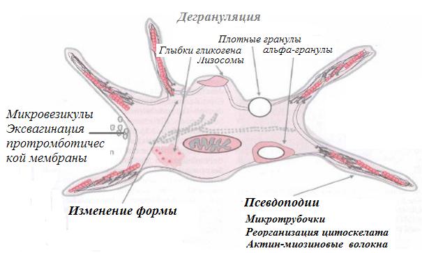 Строение тромбоцита крови Строение тромбоцита крови