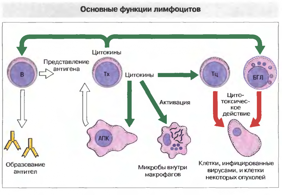 Схема работы лимфоцитов Схема работы лимфоцитов