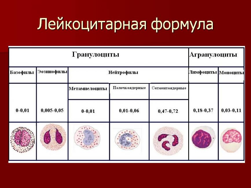 Лейкоцитарная формула Лейкоцитарная формула