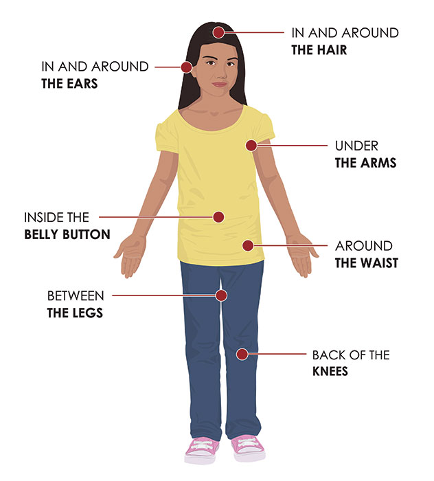 tick-check Clipart image of a woman illustrating where on the body to look for ticks: in and around the hair, in and around ears, under the arms, inside belly button, between the legs, back of the knees