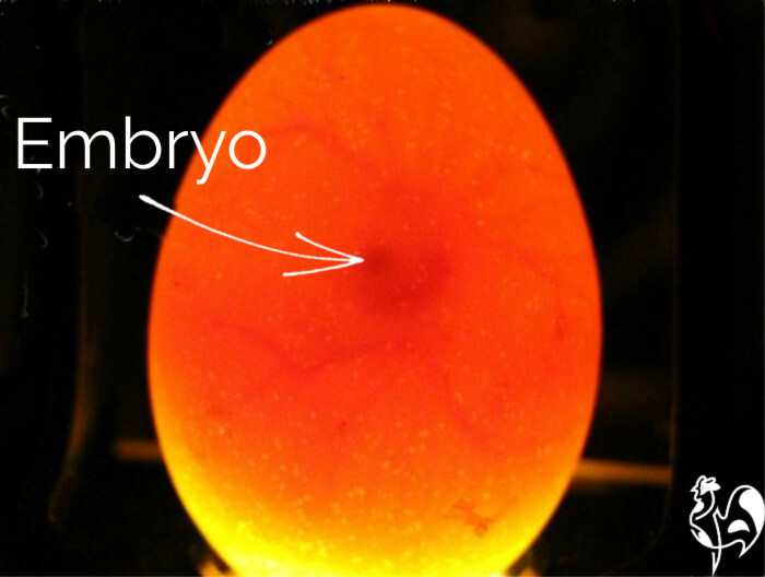 A candled egg at day 5, showing an embryo and blood supply. A candled egg at day 5.