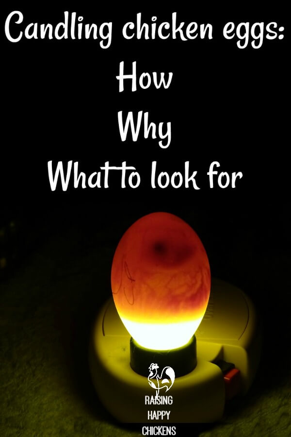 How, when and why to candle incubated chicken eggs. Candling chickens eggs: what it means and how to do it. Pin for later.