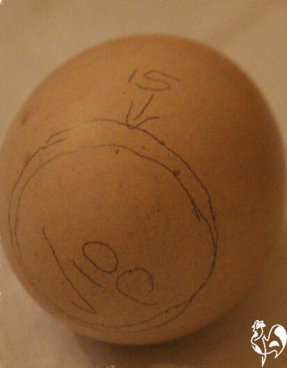 Marking an incubated egg to show development at day 10. Marking an incubated egg to show development.