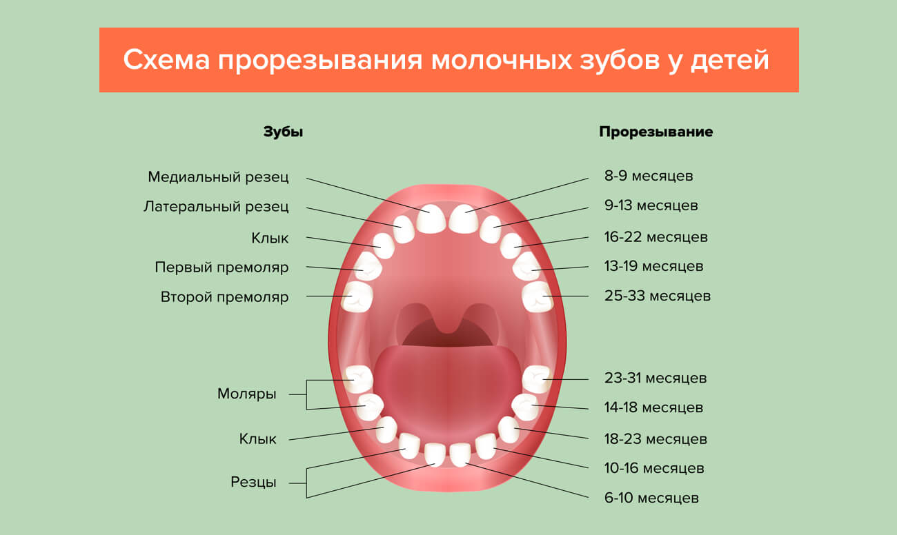Схема прорезывания молочных зубов у детей в картинках Схема прорезывания молочных зубов у детей в картинках
