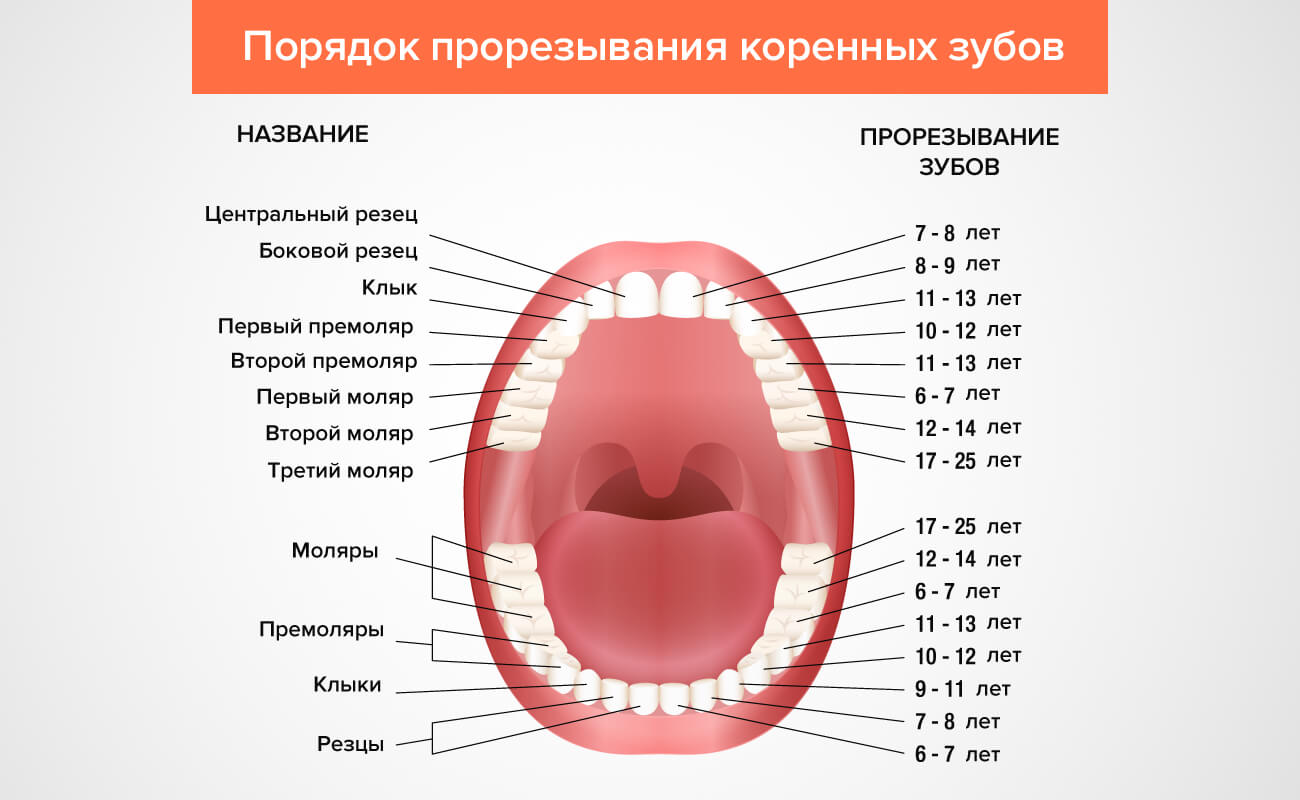 Порядок прорезывание коренных зубов в картинках Порядок прорезывание коренных зубов в картинках